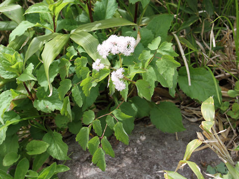 Thalictrum filamentosum var. tenerum