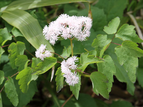 Thalictrum filamentosum var. tenerum