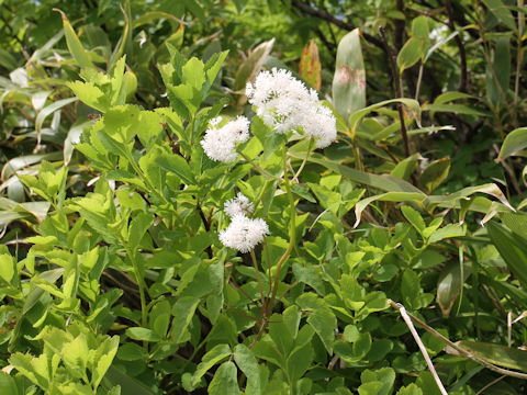 Thalictrum filamentosum var. tenerum