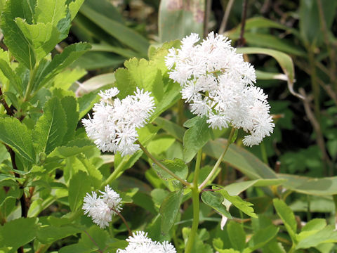 Thalictrum filamentosum var. tenerum