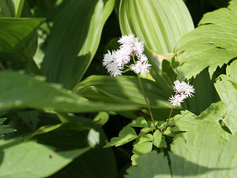 Thalictrum filamentosum var. tenerum