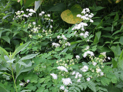 Thalictrum filamentosum var. tenerum