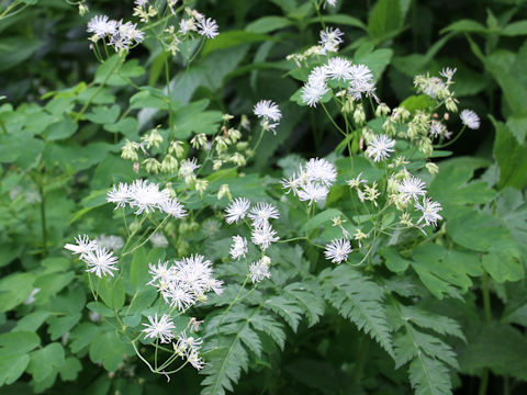 Thalictrum filamentosum var. tenerum