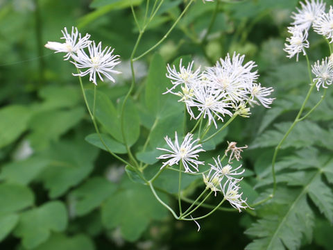 Thalictrum filamentosum var. tenerum