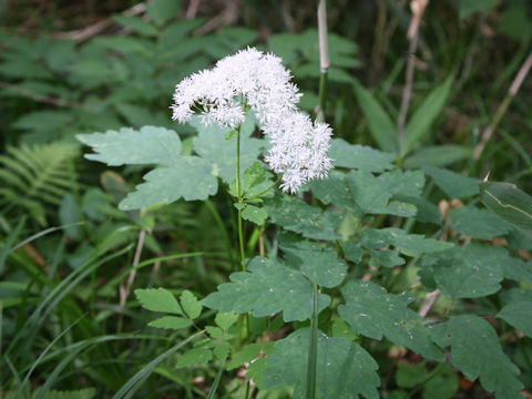Thalictrum filamentosum var. tenerum