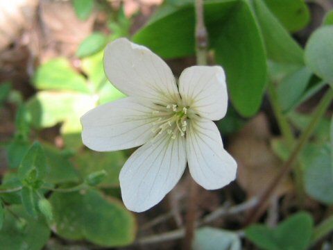 Oxalis griffithii