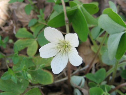 Oxalis griffithii