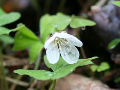 Oxalis griffithii