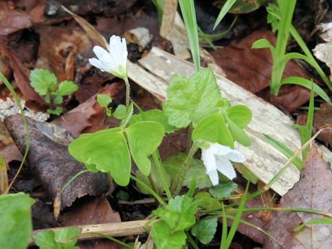 Oxalis griffithii