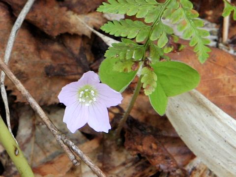 Oxalis griffithii