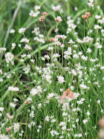 Rhynchospora alba