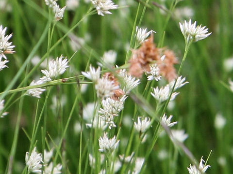 Rhynchospora alba