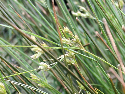 Rhynchospora alba