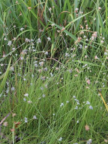 Rhynchospora alba