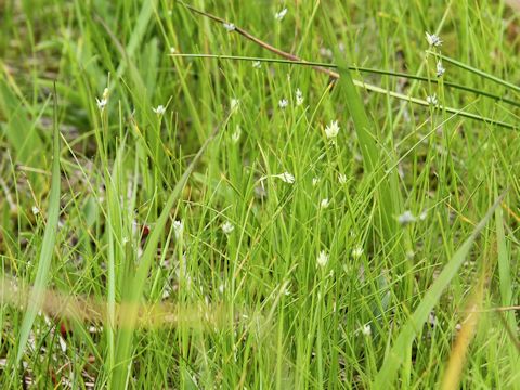 Rhynchospora alba