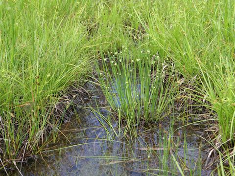 Rhynchospora alba