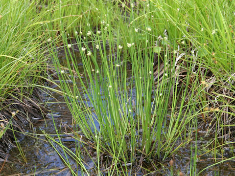 Rhynchospora alba