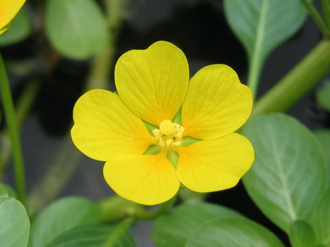 Ludwigia stipulacea