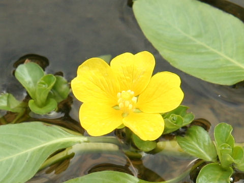 Ludwigia stipulacea