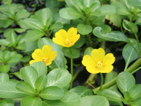 Ludwigia stipulacea