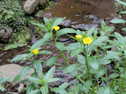 Ludwigia stipulacea