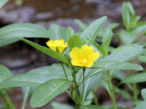 Ludwigia stipulacea