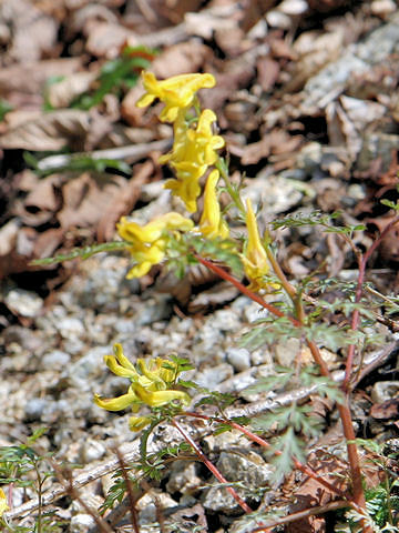 Corydalis pallida var. tenuis