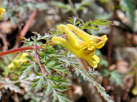 Corydalis pallida var. tenuis