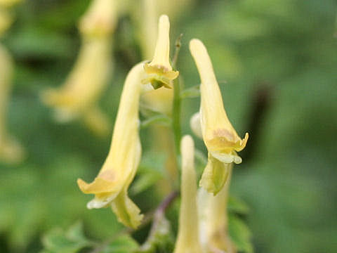 Corydalis pallida var. tenuis