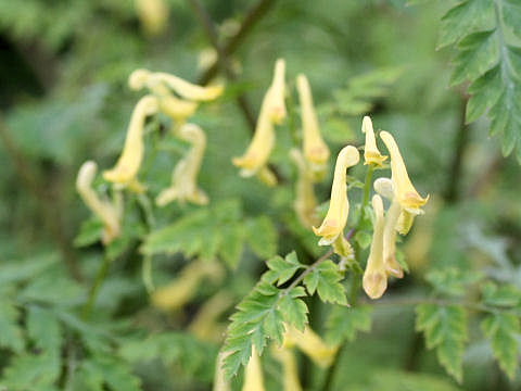 Corydalis pallida var. tenuis