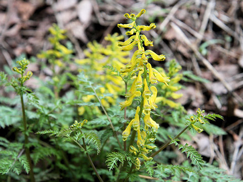 Corydalis pallida var. tenuis