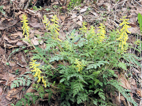 Corydalis pallida var. tenuis