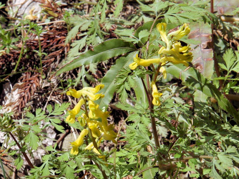 Corydalis pallida var. tenuis