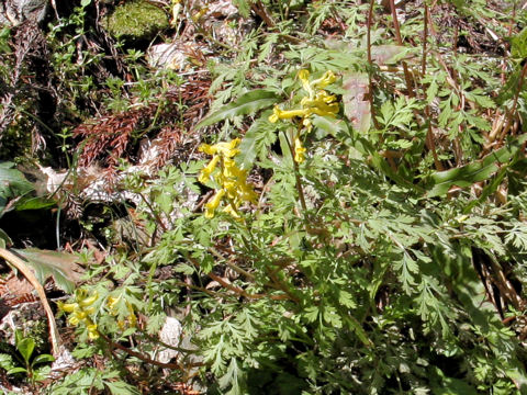 Corydalis pallida var. tenuis