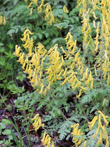 Corydalis pallida var. tenuis