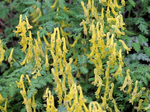 Corydalis pallida var. tenuis