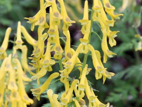 Corydalis pallida var. tenuis