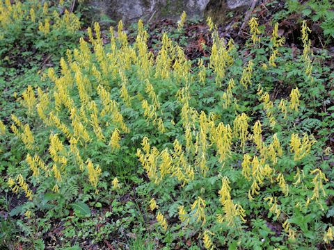 Corydalis pallida var. tenuis