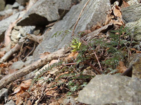 Corydalis pallida var. tenuis