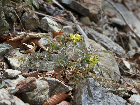 Corydalis pallida var. tenuis