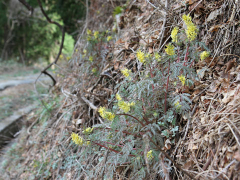 Corydalis pallida var. tenuis