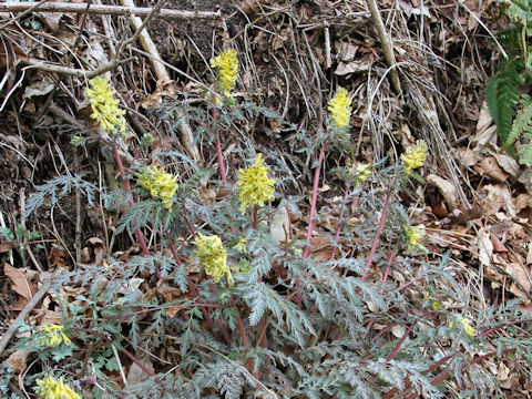 Corydalis pallida var. tenuis