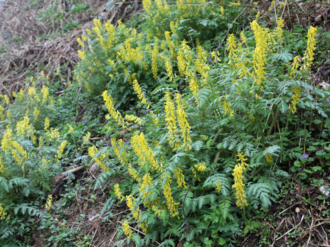 Corydalis pallida var. tenuis