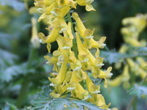 Corydalis pallida var. tenuis