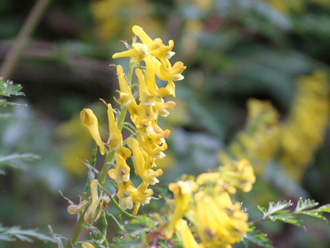 Corydalis pallida var. tenuis