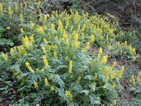 Corydalis pallida var. tenuis