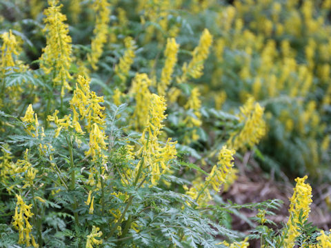 Corydalis pallida var. tenuis