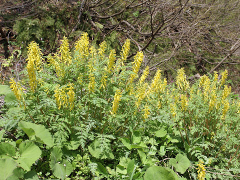 Corydalis pallida var. tenuis