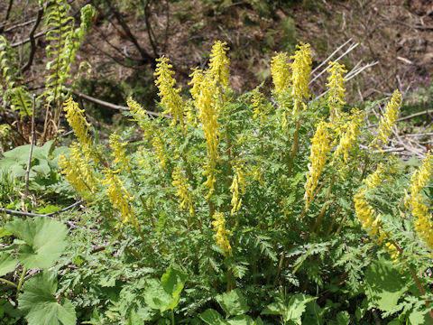 Corydalis pallida var. tenuis