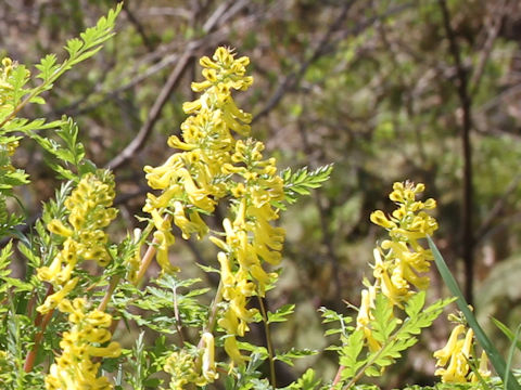 Corydalis pallida var. tenuis